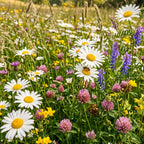 Mélange de marguerites 1 – Indigène