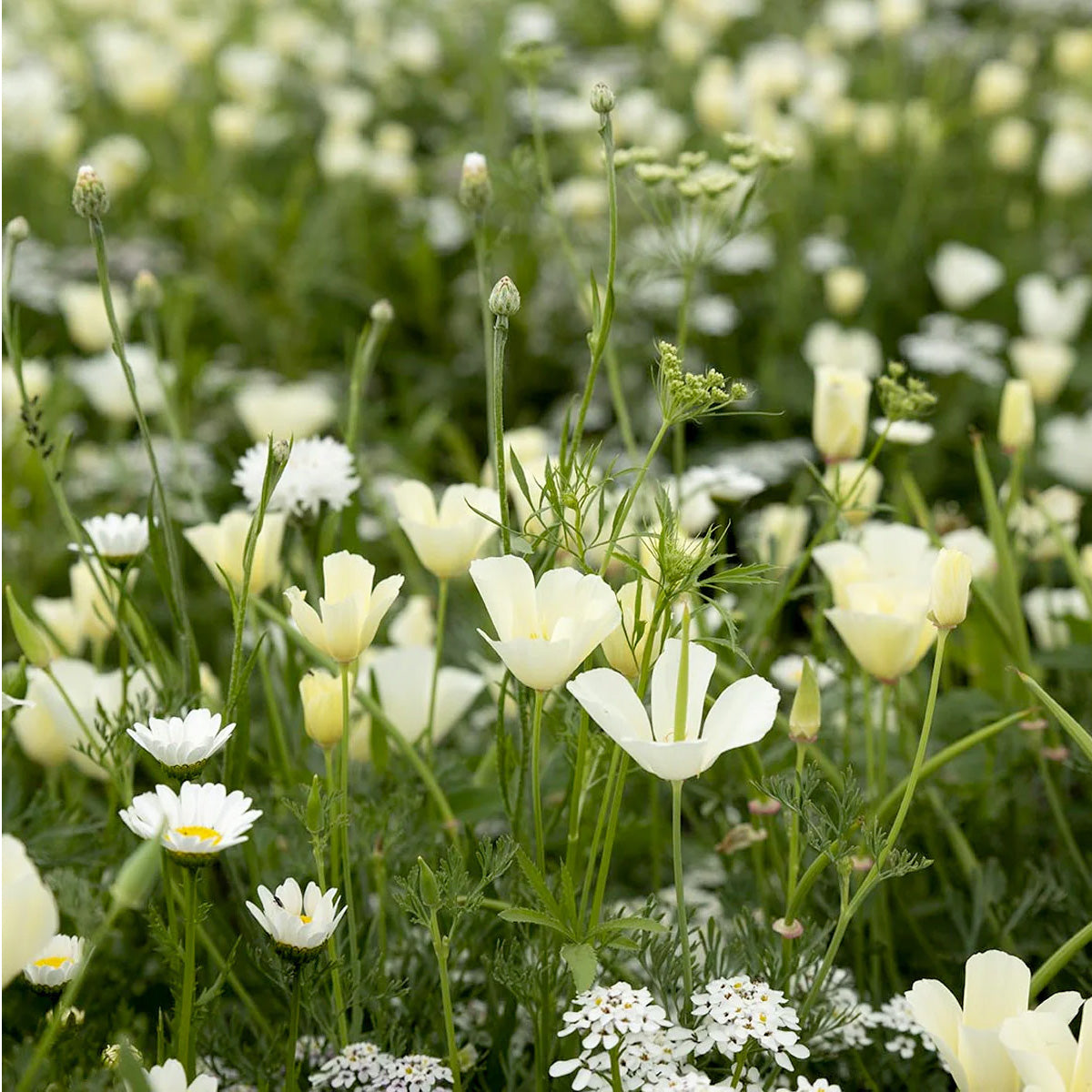 Fleurs d'été Mélange de teintes blanches