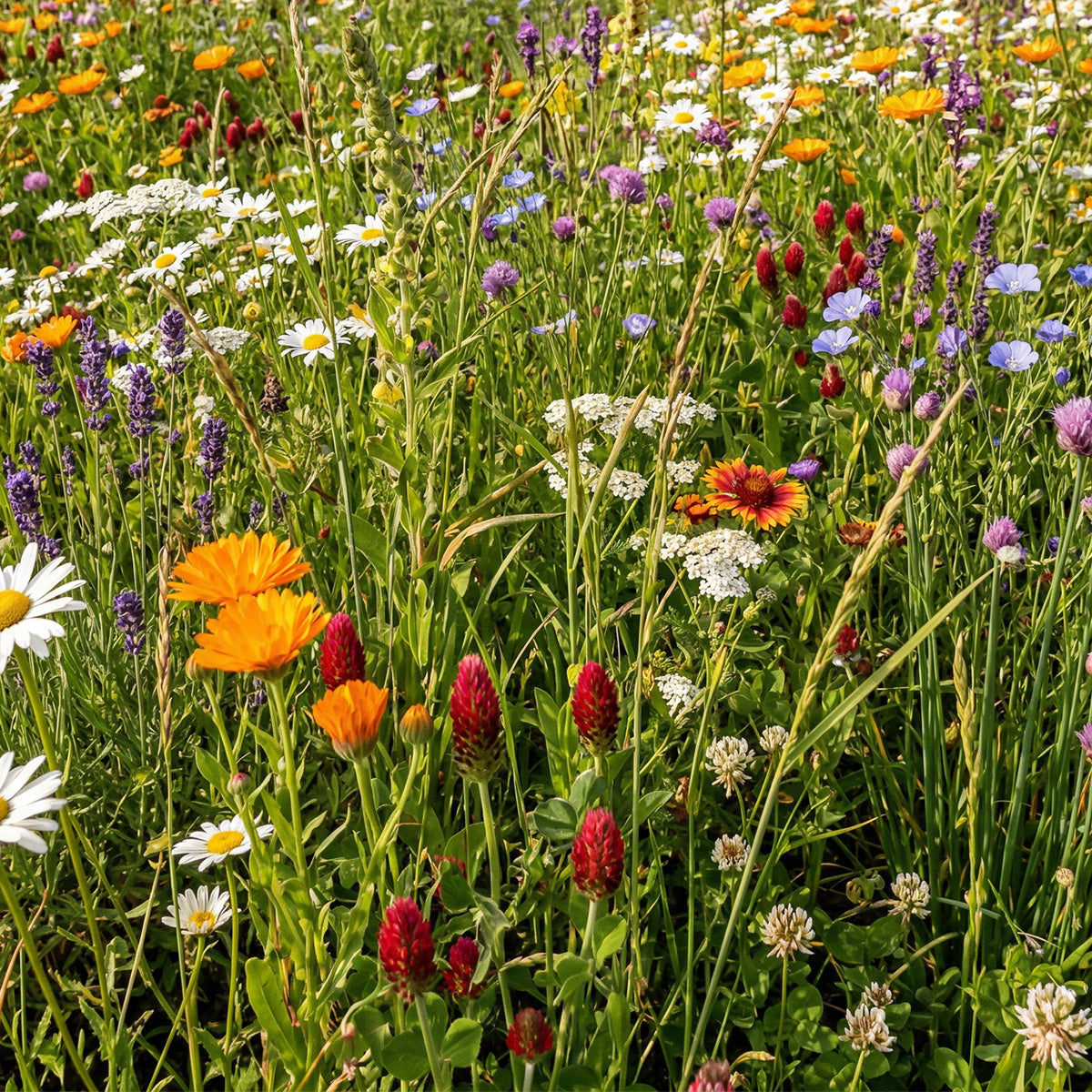 Mélange de fleurs pour papillons - Bas