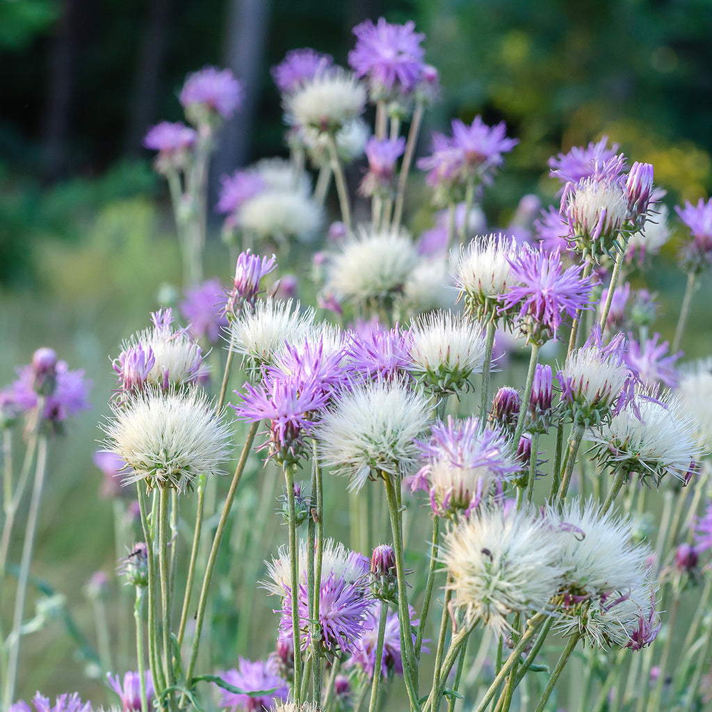 Bleuet d'empereur - Centaurea moschata imperialis