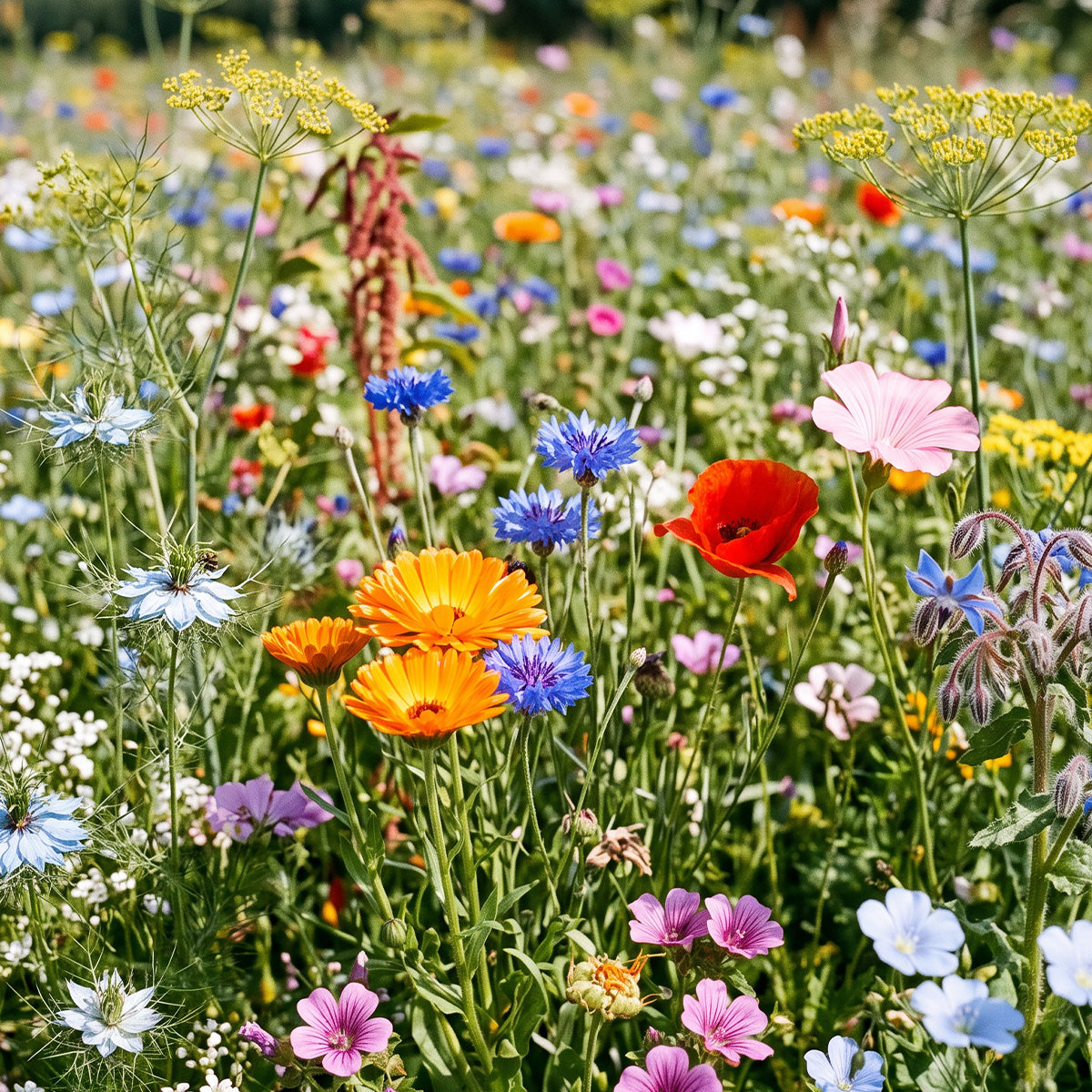 Mélange de fleurs des prés annuelles
