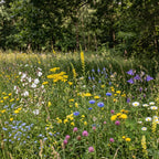 Mélange de fleurs d'ombre – vivaces