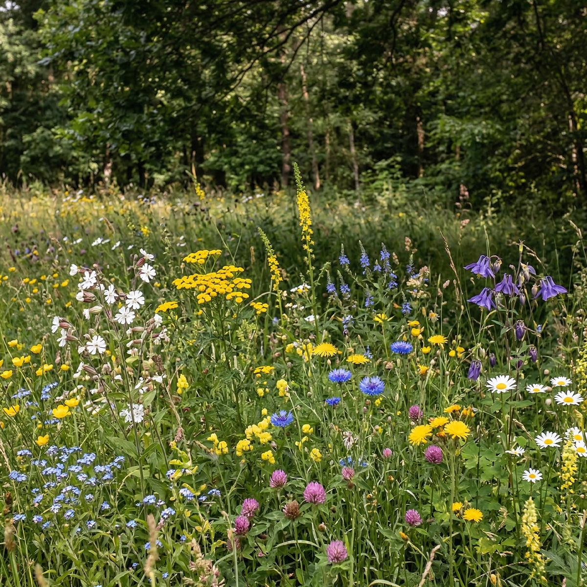 Mélange de fleurs d'ombre – vivaces