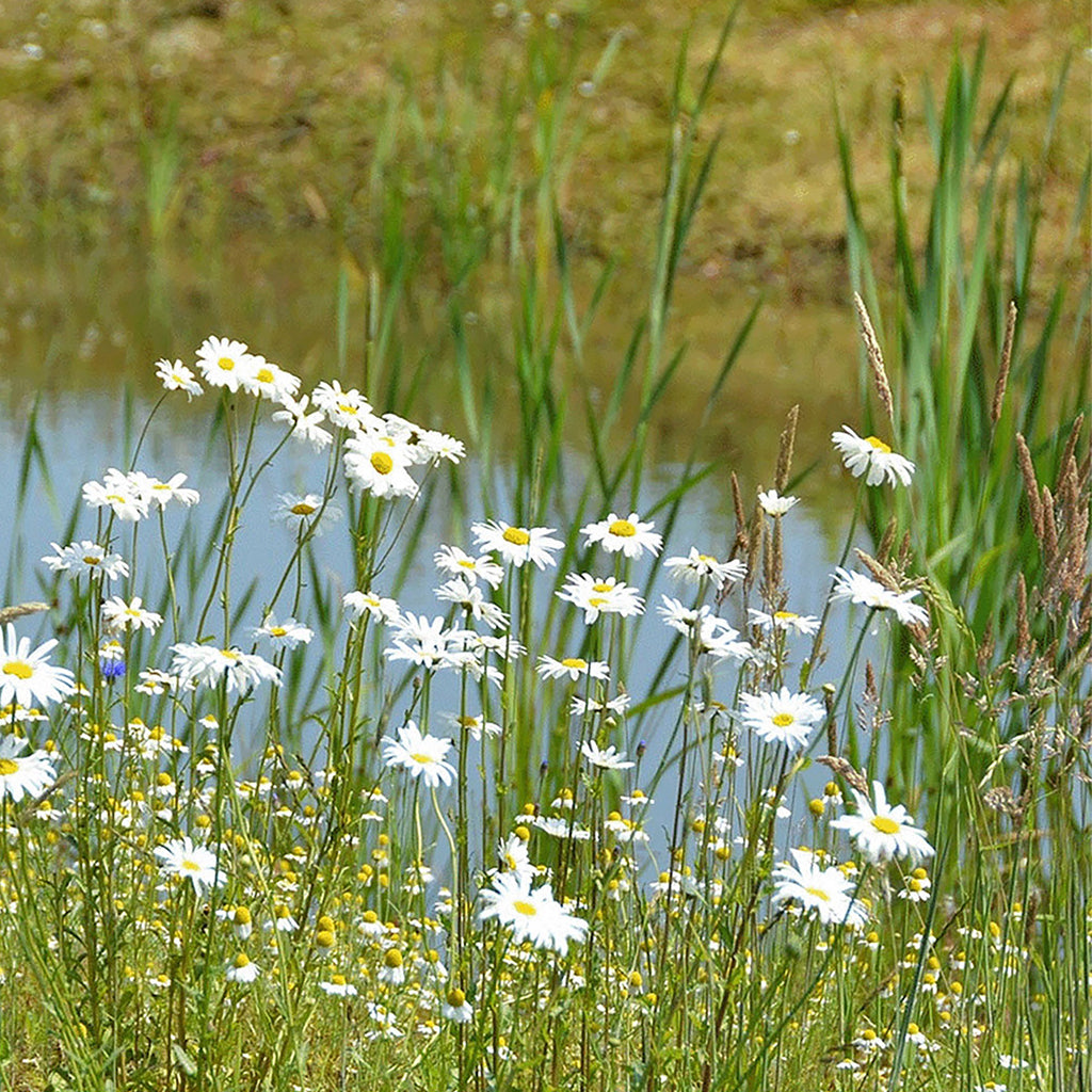Mélange de Fleurs de la Vallée du Ruisseau