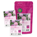 Bleuet d'empereur - Centaurea moschata imperialis