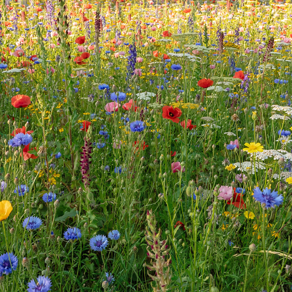 Prairie de fleurs sauvages avec semences de graminées