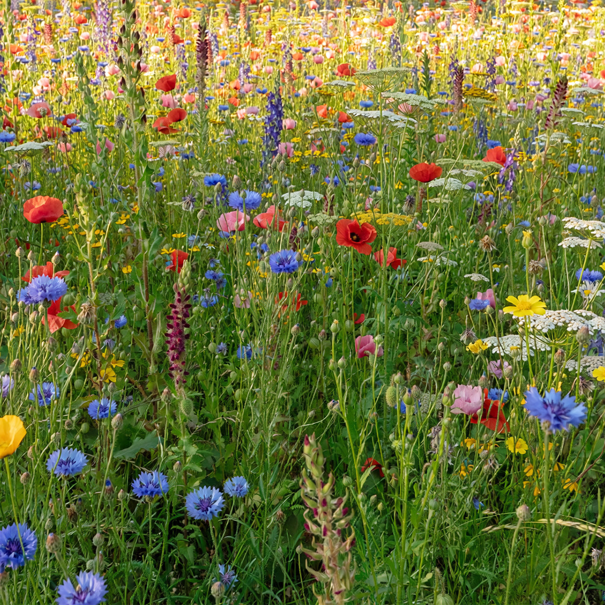 Prairie de fleurs sauvages avec semences de graminées