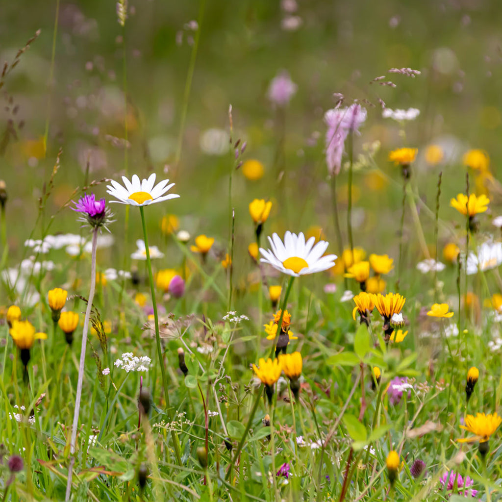 Type M5 - Mélange pelouse fleurie - riche en nectar