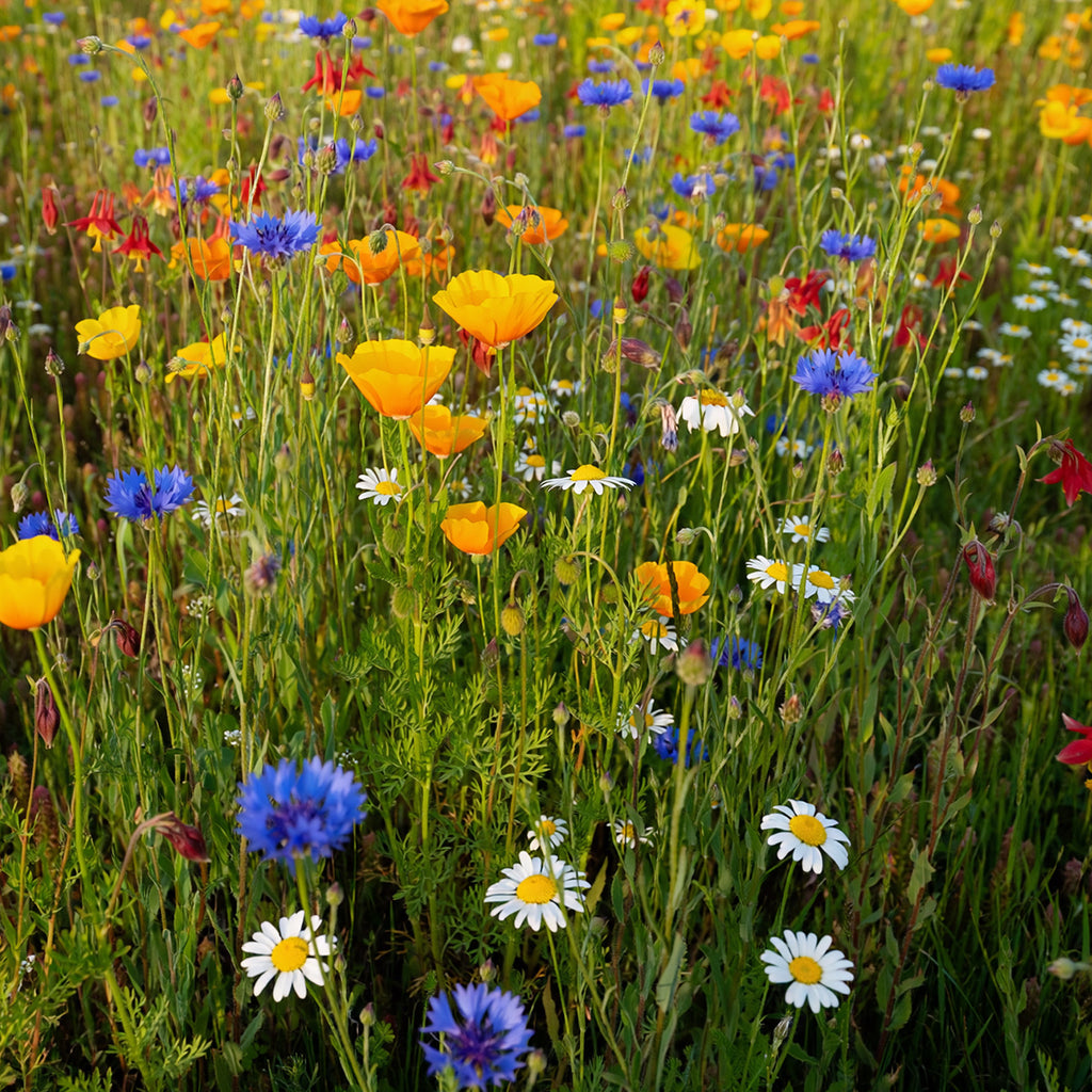 Mélange prairie sauvage basse - annuelles et vivaces