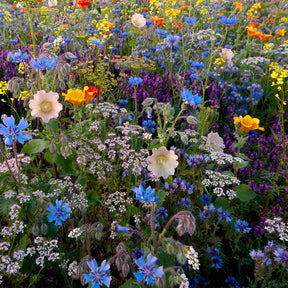 Mélange de fleurs pour abeilles Tübinger