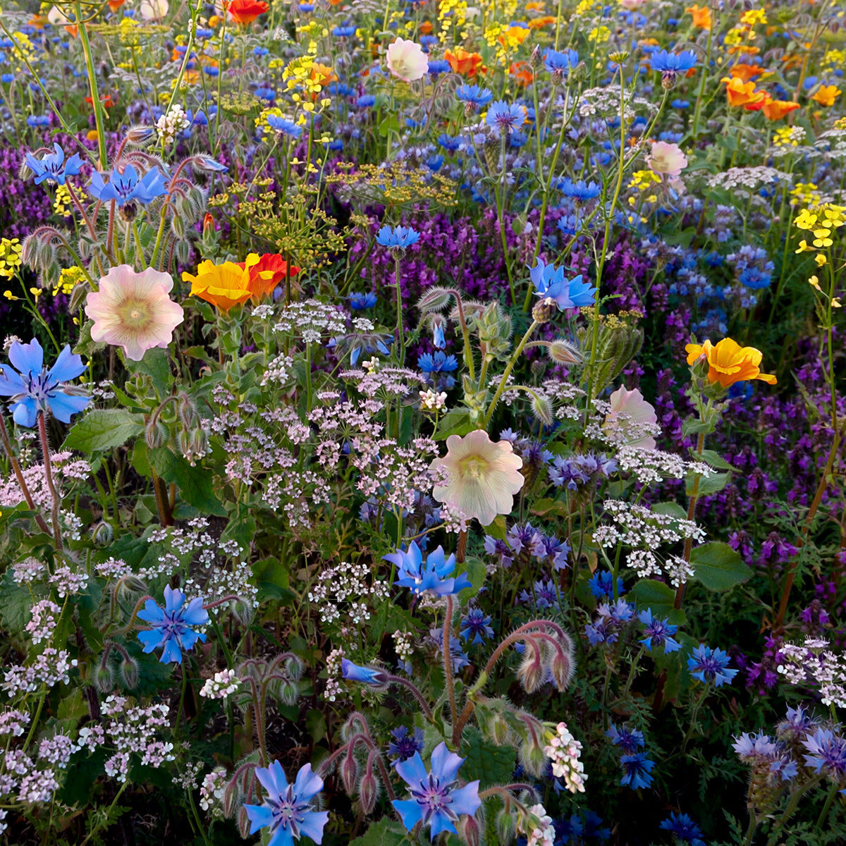 Mélange de fleurs pour abeilles Tübinger