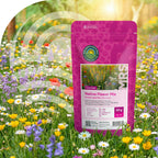 Mélange de fleurs indigènes - pluriannuelles