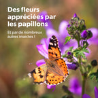 MRS-Seeds-4-Special-FR [fr]