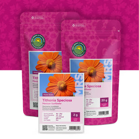 Tournesol Mexicain – Tithonia speciosa