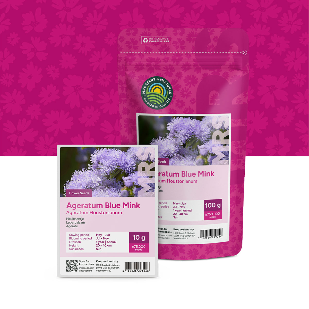 Agérate – Ageratum houstoniunum mix