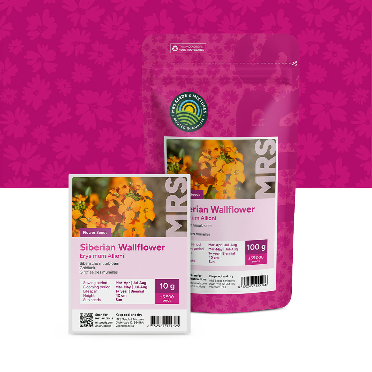 Giroflée des murailles – Erysimum Allioni