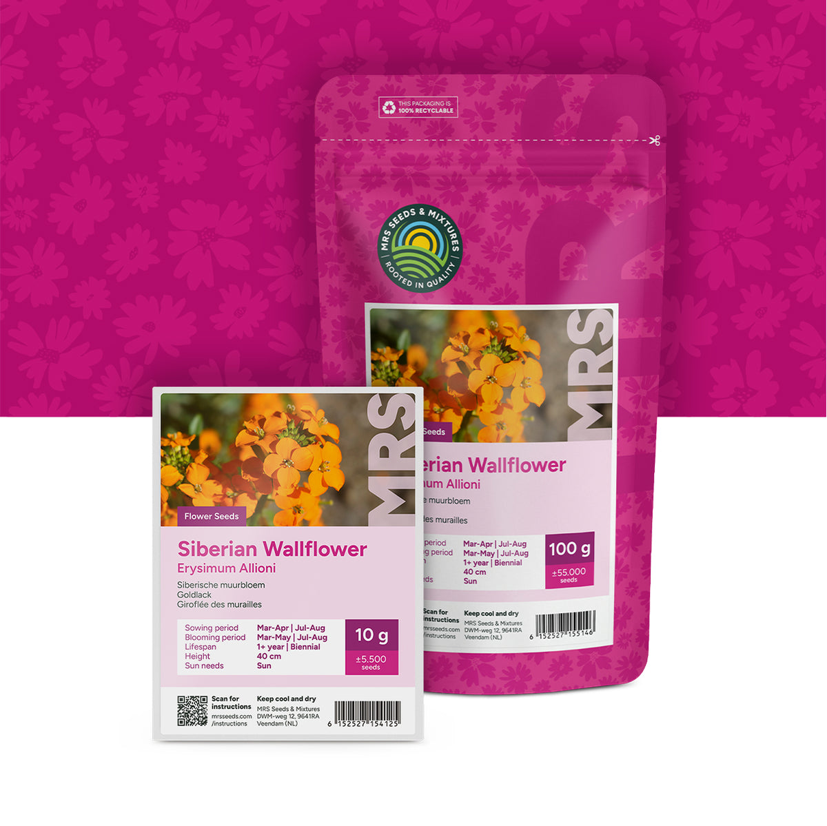 Giroflée des murailles – Erysimum Allioni