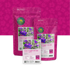 Anchusa – Anchusa Capensis 'Dawn'