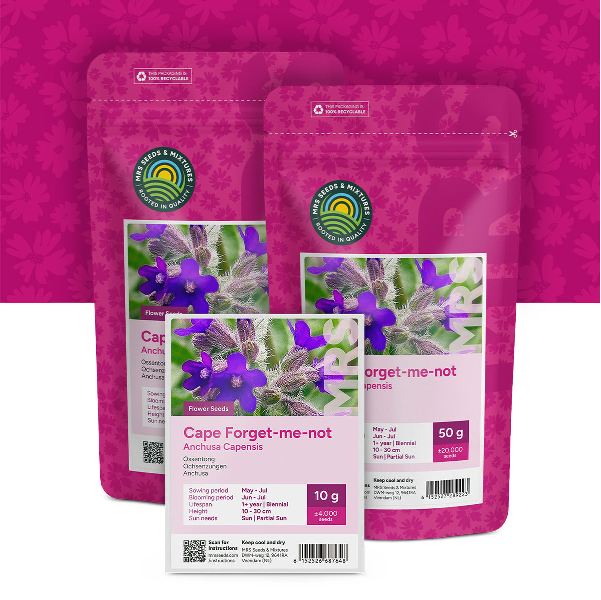 Anchusa – Anchusa Capensis 'Dawn'
