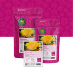 Pissenlit – Taraxacum officinale
