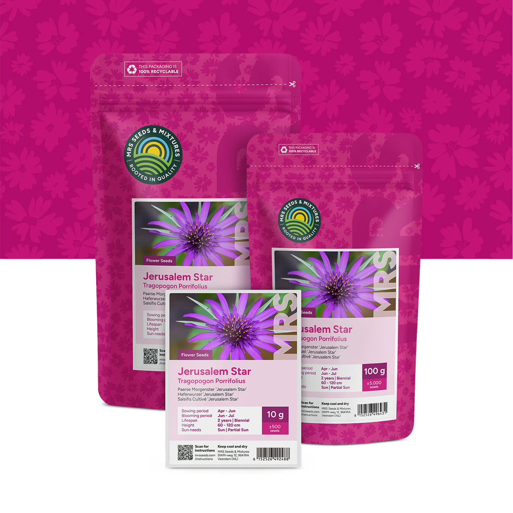 Salsifis Cultivé 'Jerusalem Star' – Tragopogon porrifolius