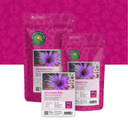 Salsifis Cultivé 'Jerusalem Star' – Tragopogon porrifolius