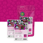 Pétunia nana compacta – Mélange