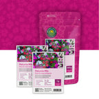 Pétunia nana compacta – Mélange