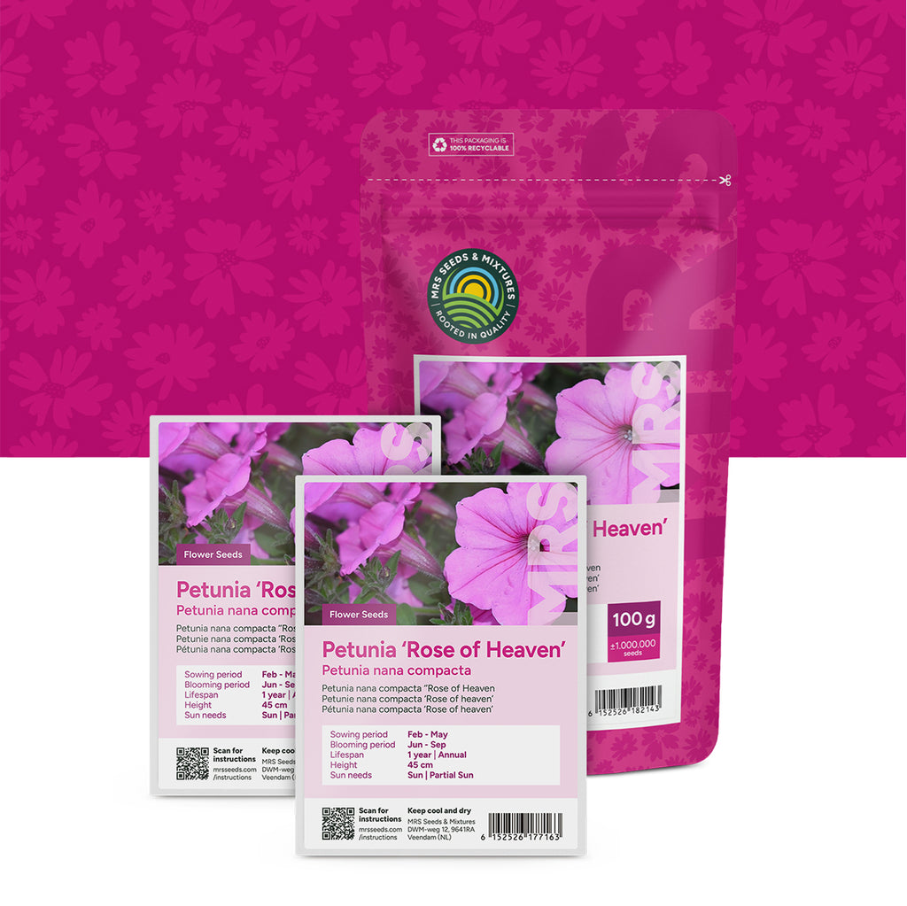 Pétunia nana compacta – Rose of Heaven