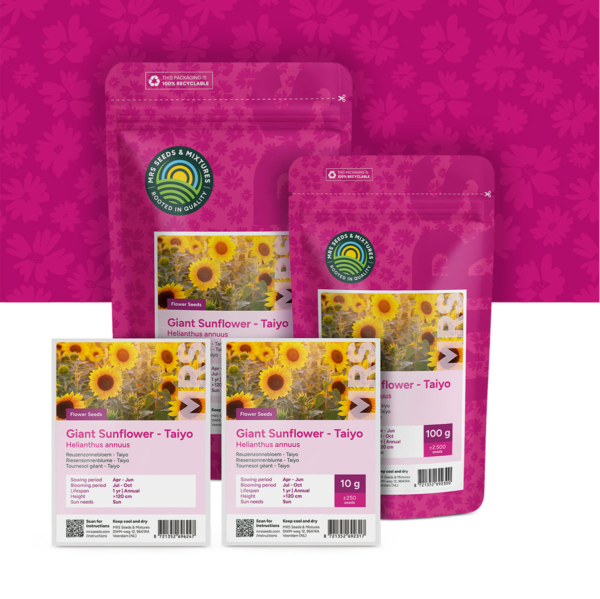 Tournesol géant 'Taiyo' – Helianthus annuus