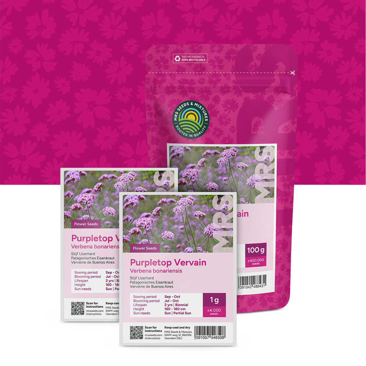 Verveine de Buenos Aires – Verbena Bonariensis