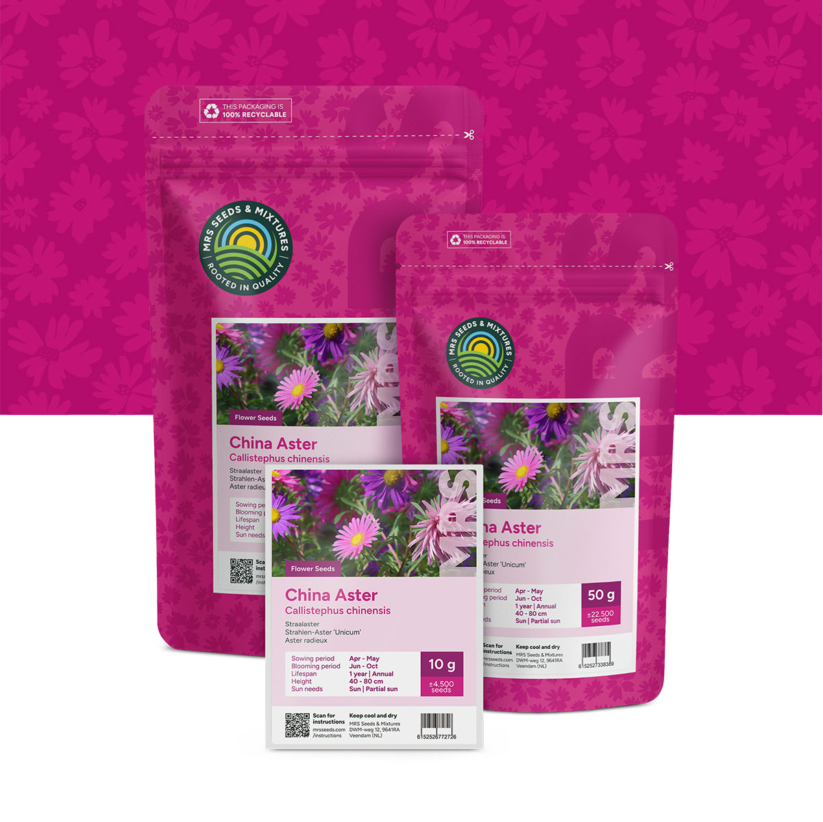 Aster radieux – Callistephus chinensis