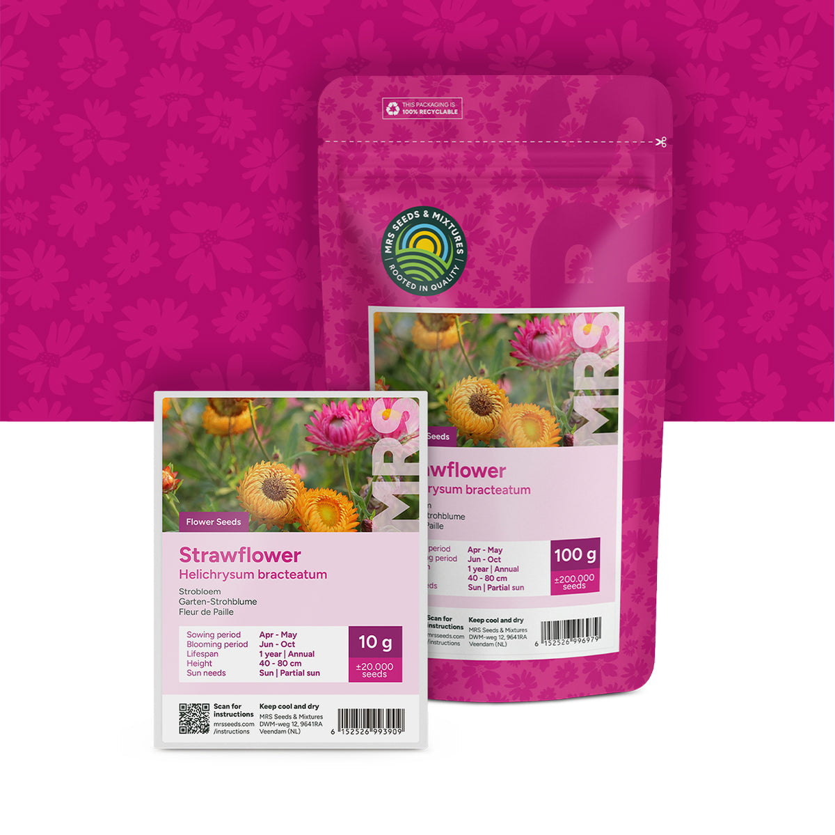 Fleur de Paille – Helichrysum bracteatum