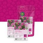 Œillet commun – Dianthus caryophyllus