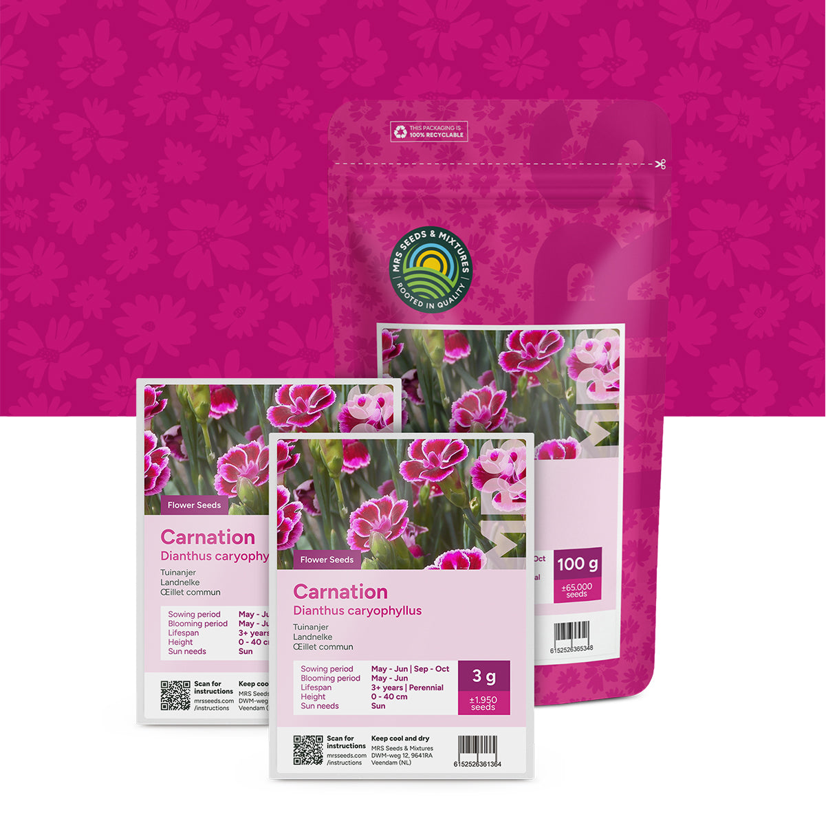 Œillet commun – Dianthus caryophyllus