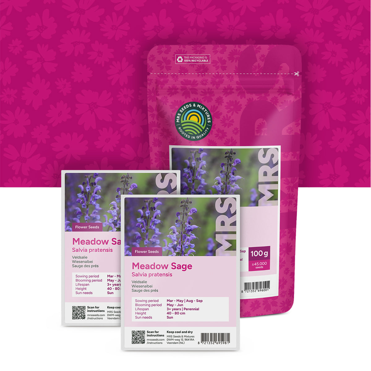 Sauge des prés – Salvia pratensis