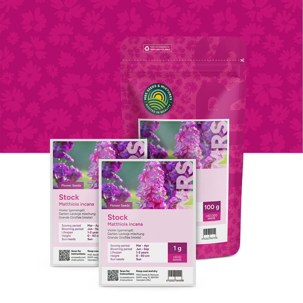 Grande Giroflée (mixte) – Matthiola incana