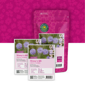 Jasione des montagnes – Jasione montana