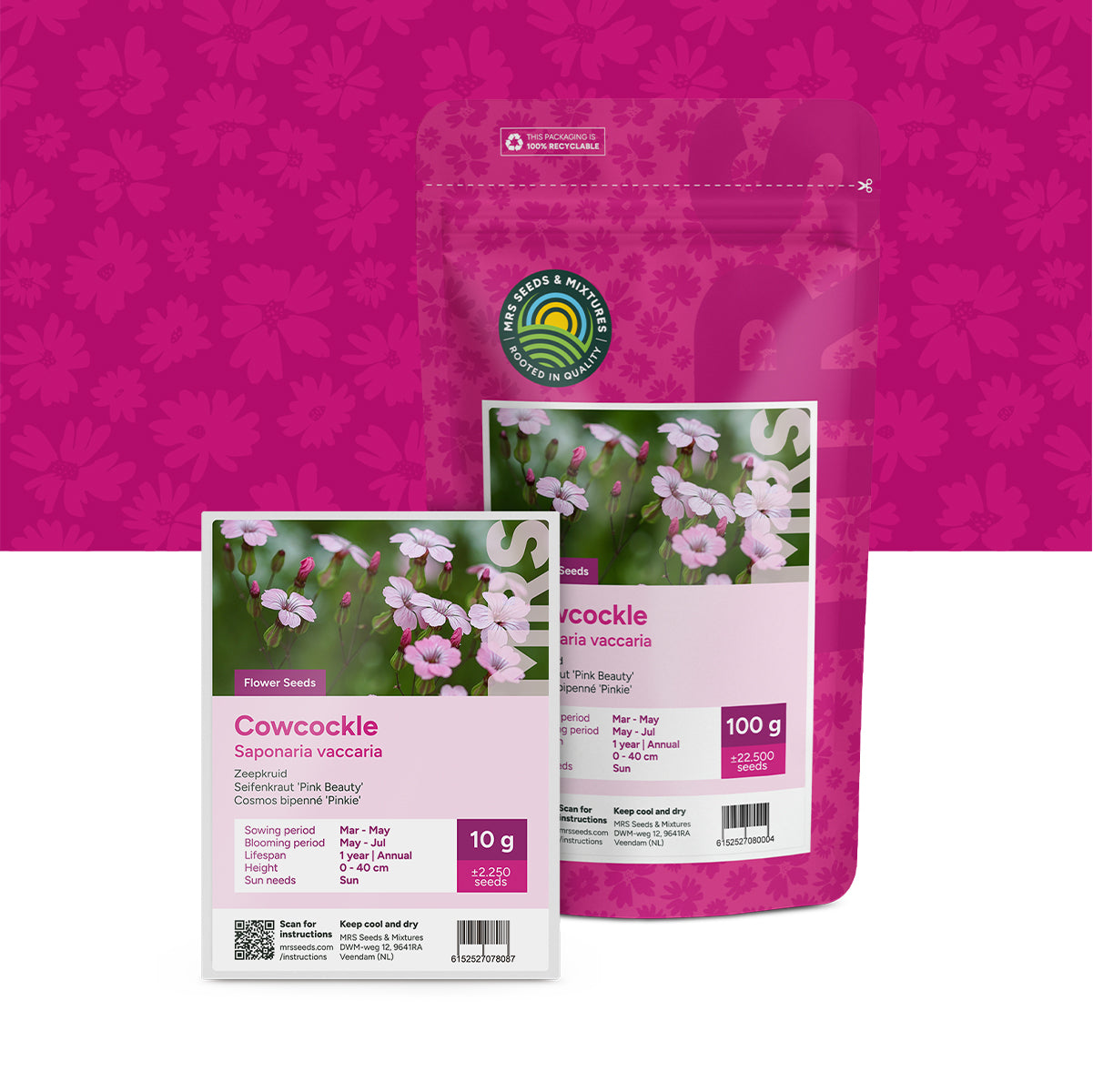 Saponaire officinale – Saponaria vaccaria
