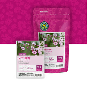 Saponaire officinale – Saponaria vaccaria