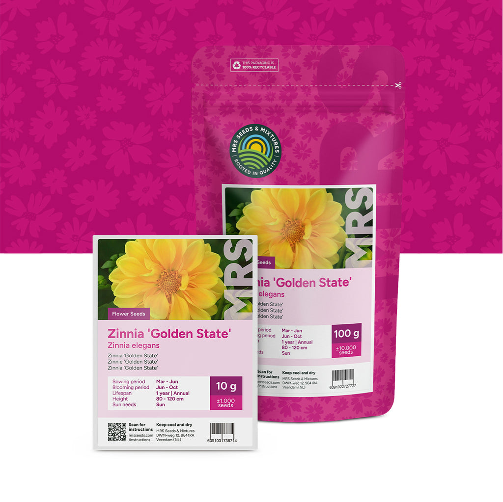 Zinnia violacea – Golden State