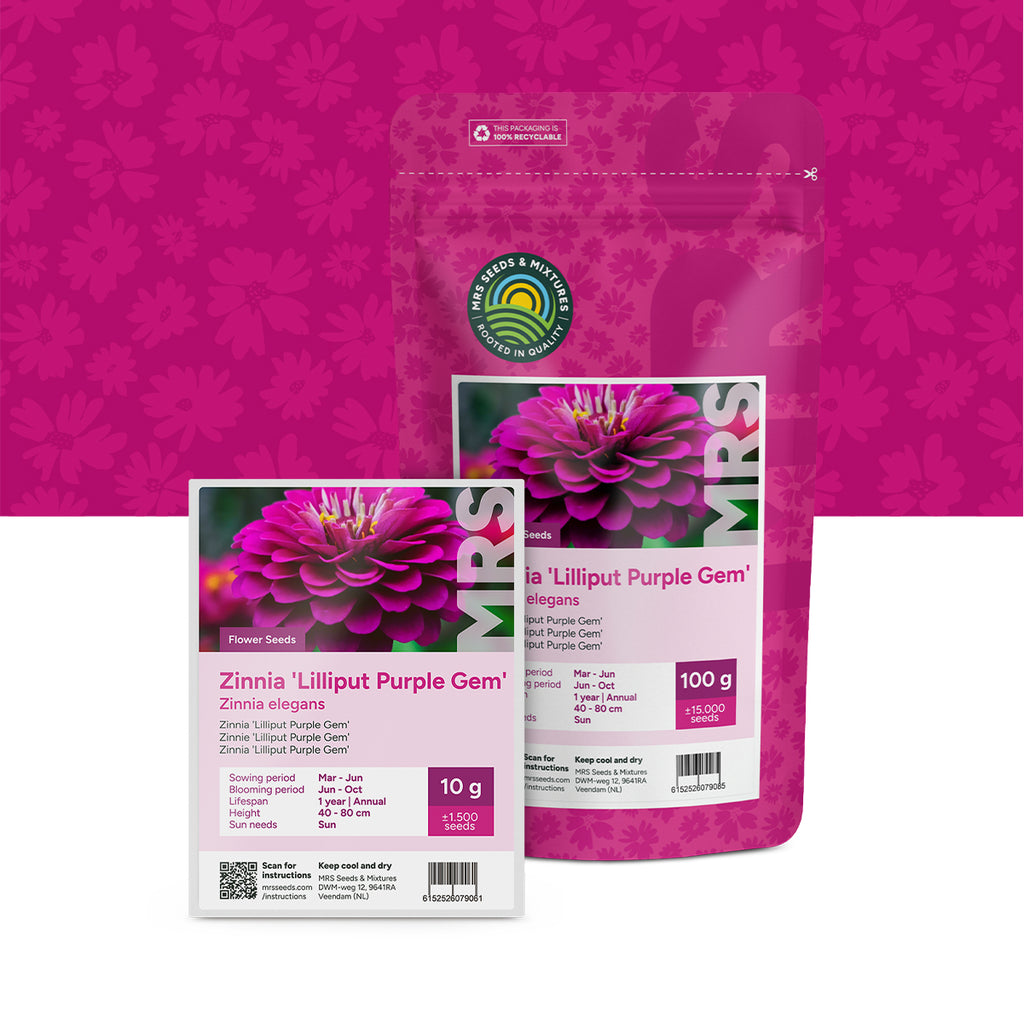 Zinnia elegans-Lilliput Purple Gem