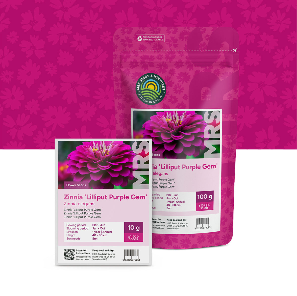 Zinnia elegans-Lilliput Purple Gem