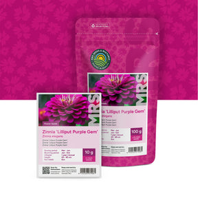 Zinnia elegans-Lilliput Purple Gem