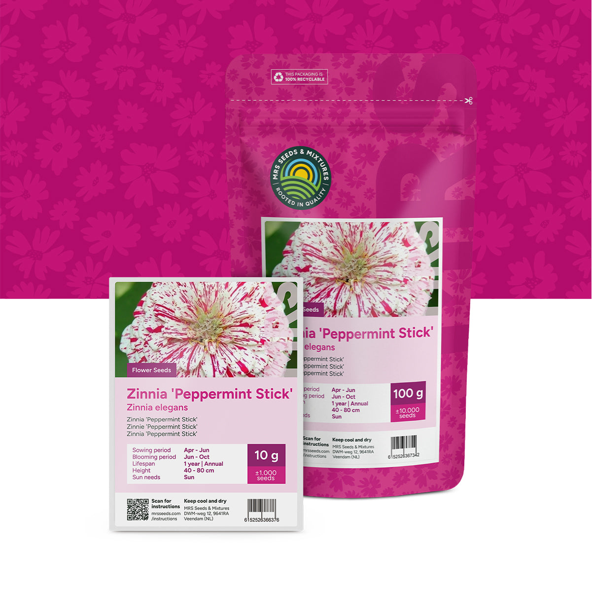 Zinnia elegans-Peppermint Stick