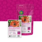 Zinnia elegans-Salmon Queen