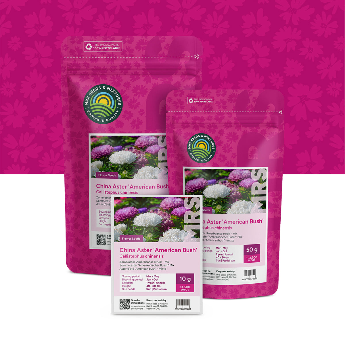Aster d'été 'American bush' – mixte