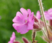 Graines de fleurs