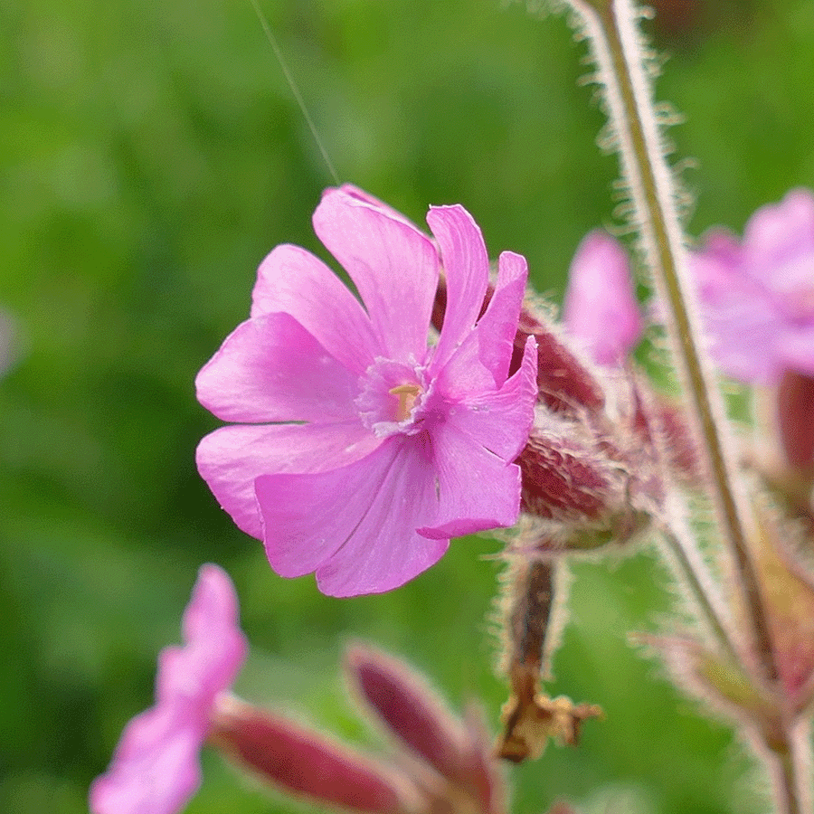 MRS Seeds & Mixtures Bosrand Bloemenmengsel Inheems - Meerjarig
