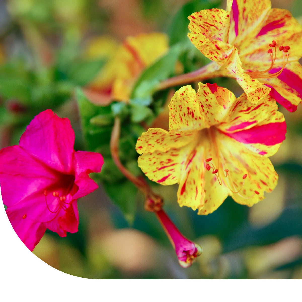 MRS Seeds & Mixtures Belle-de-nuit mixte -  Mirabilis jalapa [fr]